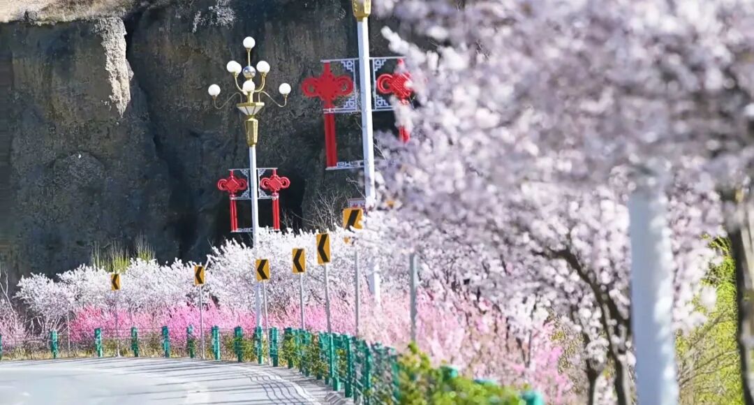 春日限定！舟曲簪花之路等你来打卡