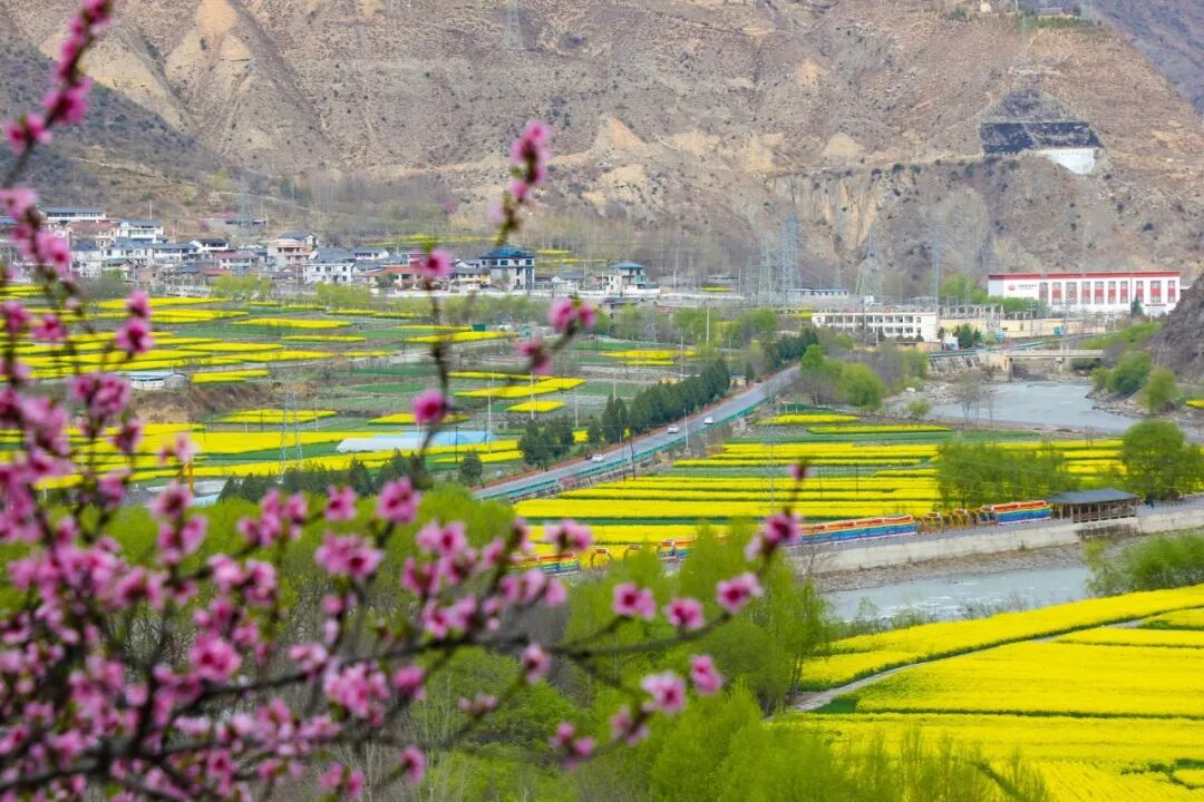 甘南：高原“春耕图”绘就振兴景